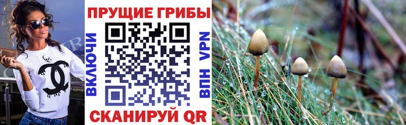 Псилоцибиновые грибы GOLDEN TEACHER  Псков 